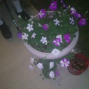 Meet your Posher, Donna